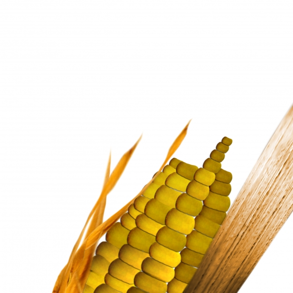 Creation of Wheat no more...: Step 2